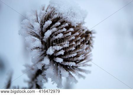 Frozen Prickly Flower Covered With Inium, Low Temperature, White Background
