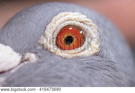 Unique, Gorgeous And Colorful Pigeon Eye. Wild Pigeon. Orange Eye.