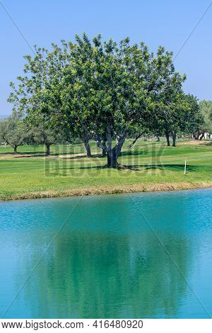 Beautiful Carob Tree At A Golf Course