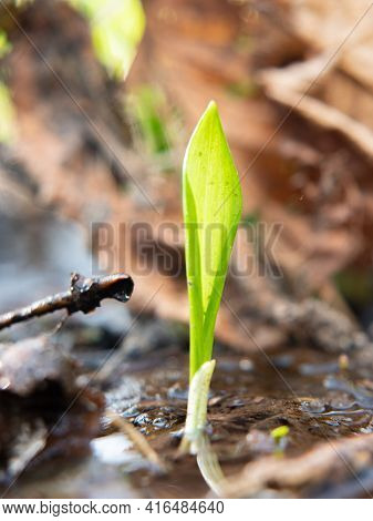 The Wild Cowleek Or Ramsons. Young Sprout Of Garlic Bears. Moist Soil After Spring Thaw Is Suitable 