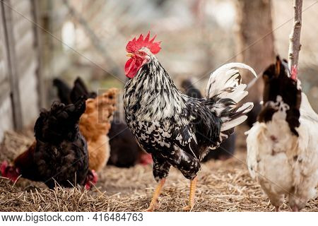 Rooster And Chickens On Traditional Free Range Poultry Farm On A Sunny Day. Free Range Poultry Farmi