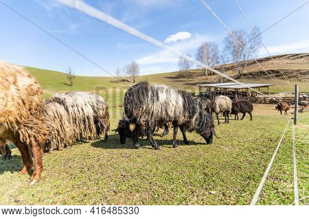 Flock Of Sheep On Green Grass Field Background Spring