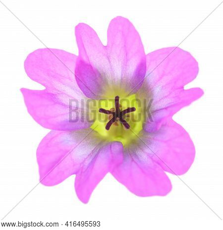 Dovesfoot Geranium Isolated On A White Background