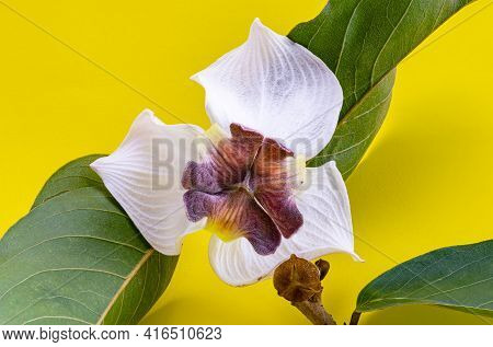 View Of Blooming Mitrephora Sirikitiae Or Mahaphromrachinee Flower With Leaves In Summer On Yellow B