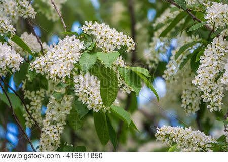 White Flowers Blooming Bird Cherry. Bird Cherry Tree In Blossom. Close-up Of A Flowering Prunus Padu