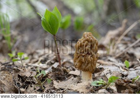 Spring Edible Morel Mushroom Close-up. Mushroom Verpa Bohemica.