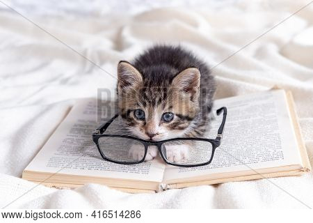 Striped Kitten With Book And Eyeglasses Lying On White Bed. Clever Cute Little Domestic Cat. Educati