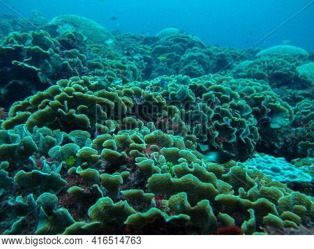Coral Lettuce Agaricia Tenuifolia In The Rosario Islands Natural National Park
