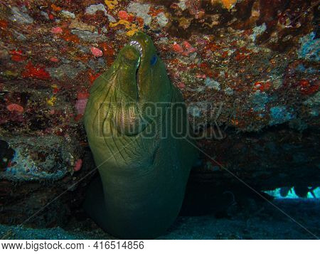 Muray Gymnothorax Funebris In Tayrona National Natural Park