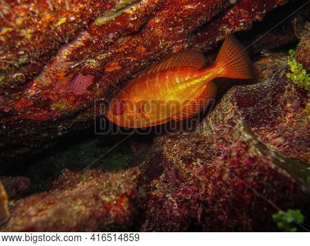Heteropriacanthus Cruentatus Fish In Tayrona National Natural Park