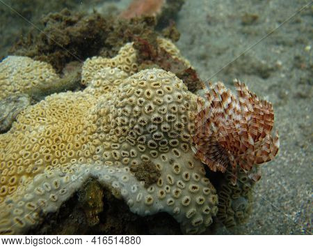 Zoantide Palythoa Caribaeorum In Tayrona National Natural Park
