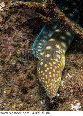 Myrichthys Breviceps In The Rosario Islands National Natural Park
