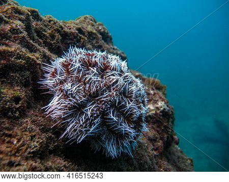 Sea Urchin Tripneustes Ventricosus In Tayrona National Natural Park