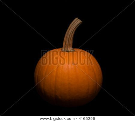 Zucca