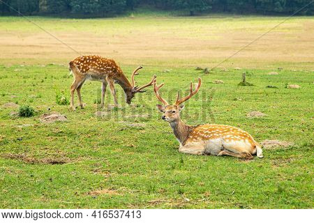Young Deer Graze On A Pasture Near The Forest. Animals.