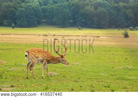 Young Deer Graze On A Pasture Near The Forest. Animals.