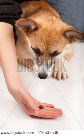 Corgi Dog Looking At Dainty In Owner Hand