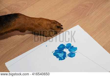 Close-up Of Dog's Foreleg On The Brown Floor And Blueprint On White Paper. Rottweiler Paw Print On A