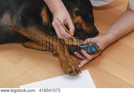 A Man And His Dog Are Lying On The Floor Of The Living Room. A Hand Brushes A Rottweiler's Paw With 