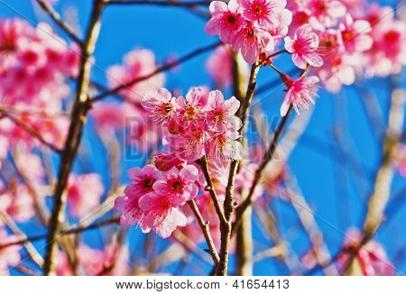 Kirsebærblomster himlen blackgroud
