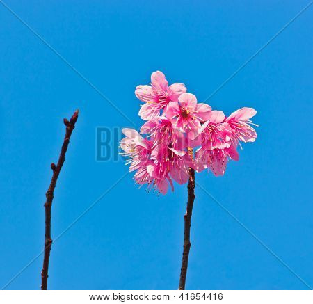 Lyserød blomst på stilk