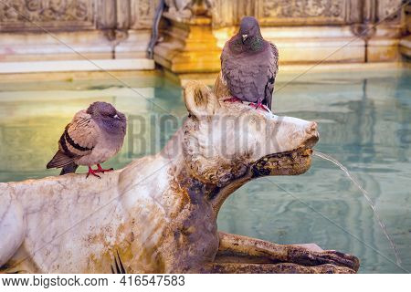 Pigeons At Fonte Gaia, Fountain Of Joy, Piazza Del Campo Siena, Tuscany, Italy