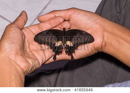 Kvindelige fælles Mormon (papilio Polytes Romulus) sommerfugl