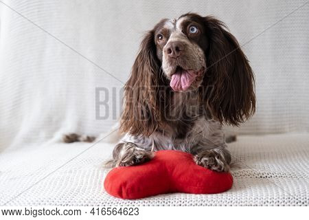 Brown Russian Spaniel Dog Lying On Couch With Soft Toy Heart. Valentine Day.