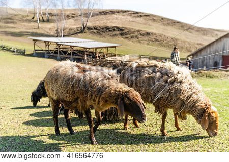Flock Of Sheep On Green Grass Field Background Spring