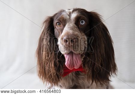 Brown Russian Spaniel Dog Lying On Couch In Red Bowtie. Valentine Day.