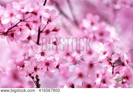 Cherry Blossom In Spring Blooming Flowers Cherry Tree Branch