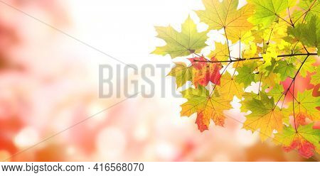 Calm fall season. Maple leaves on sunny beautiful nature autumn background. Horizontal autumn banner with  Maple leaf of red, yellow and green color. Copy space for text  