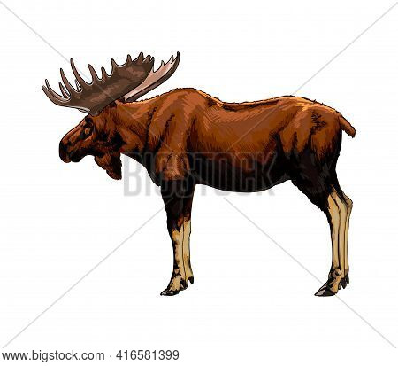 Moose From A Splash Of Watercolor, Colored Drawing, Realistic. Vector Illustration Of Paints