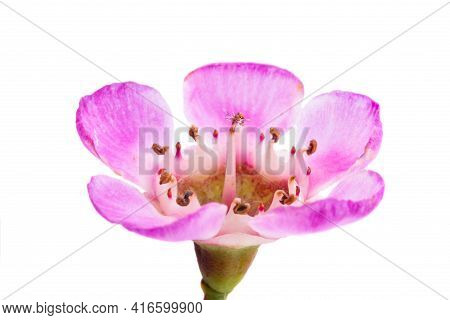 Beautiful Wax Myrtle Flower Isolated On White Background