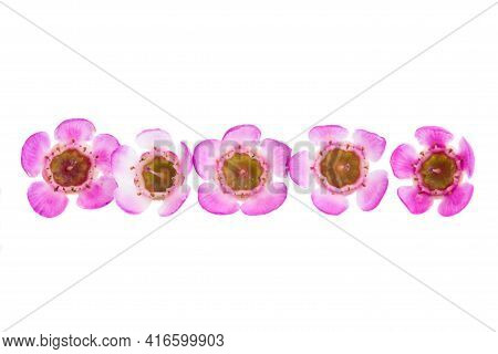 Beautiful Wax Myrtle Flower Isolated On White Background