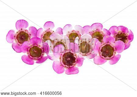 Beautiful Wax Myrtle Flower Isolated On White Background