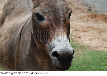 The Donkey Or Ass Is A Domestic Animal In The Horse Family.