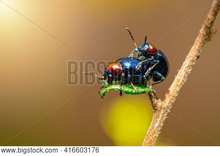 The Beautiful Blue Milkweed Beetle It Has Blue Wings And A Red Head Perched Couple Make Love On A Le