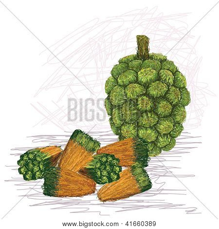 Sementes de fruta do Pandanus