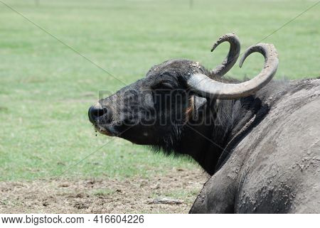 Asiatic Water Buffalo. The Wild Water Buffalo (bubalus Arnee), Also Called Asian Buffalo, Asiatic Bu