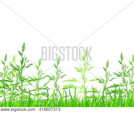 Green Spring Meadow Grass. Fresh Color Plants, Seasonal Growth Grass, Separated Botanical Elements, 