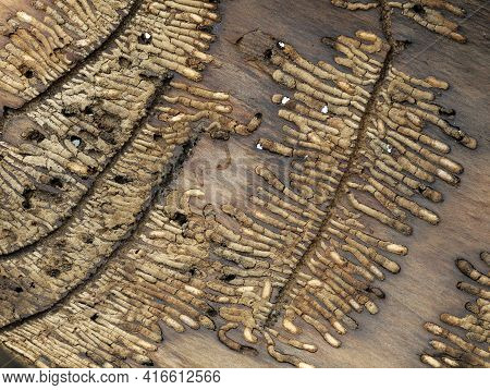 Residues Of A Larva Of A European Bark Beetle, Ips Typographus, In A Tree Bark