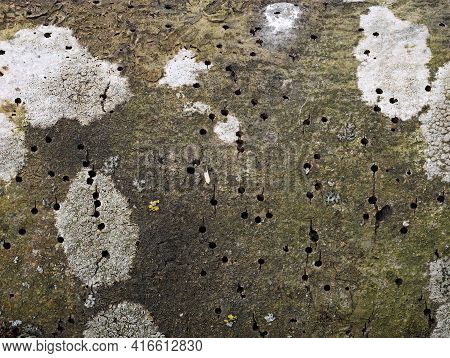 Damaged Outer Bark Of A Tree By The Bark Beetle, Holes In Tree Bark Caused By Insects