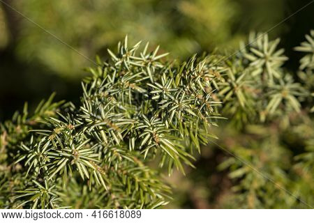 Eedles Of The Common Juniper, Juniperus Communis