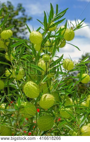 Hairy Balls Milkweed Or Family Jewels Milkweed Also Sometimes Known As Balloon Plant Or Swan Plant, 