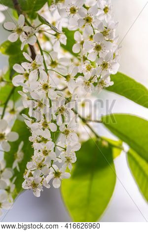 White Flowers Blooming Bird Cherry. Bird Cherry Tree In Blossom. Close-up Of A Flowering Prunus Padu
