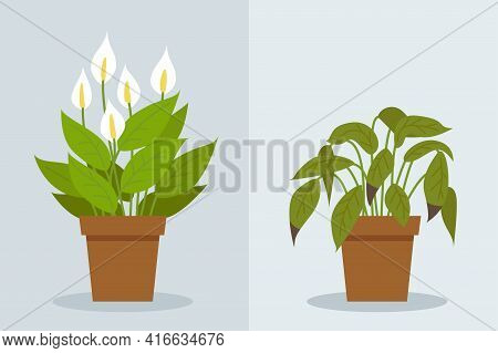 Plant Withering. Two Vector Scenes With A Healthy And A Wilting Plant. Flower Care, House Plant Care