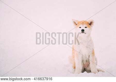 Beautiful Puppy Of Akita Dog Or Akita Inu, Japanese Akita Resting In Snow Snowdrift At Winter Day.