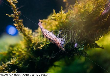 Amano Shrimp Or Japanese Shrimp Swimming In Water