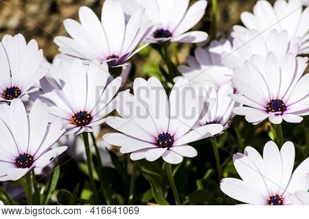 Beautiful Osteospermum Ecklonis Flowers In The Garden In Spring
